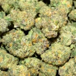 Memory Loss THCa Flower Sativa