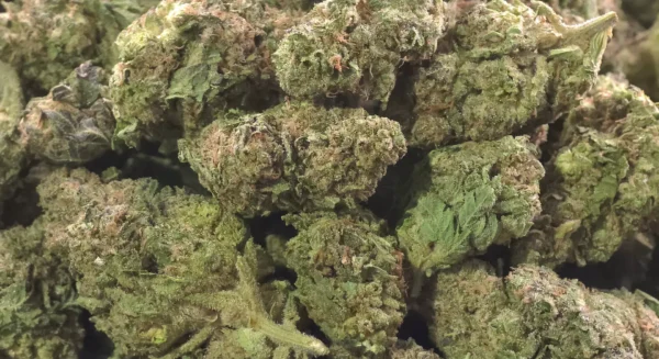 Prohibition Glue THCa Flower Hybrid Prohibition Glue THCa Flower Hybrid