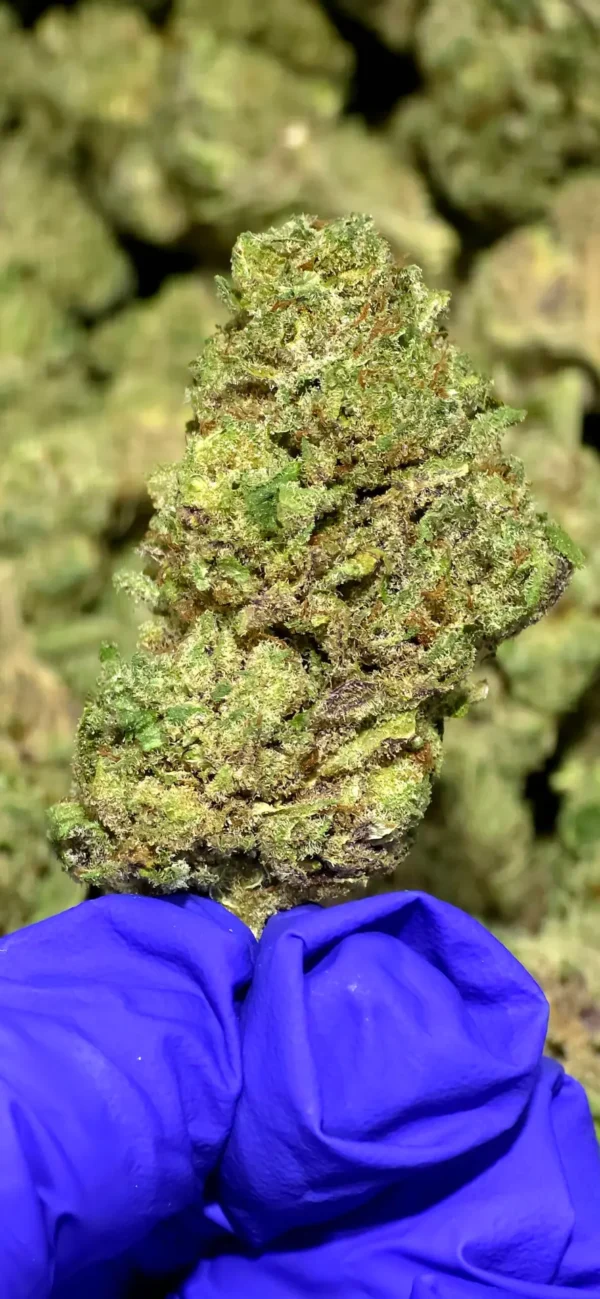 Prohibition OG THCa Flower Indica Prohibition OG THCa Flower Indica