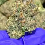Purple Runtz THCa Flower Hybrid