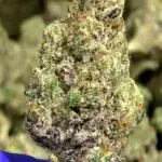 Purple Stardawg THCa Flower Sativa