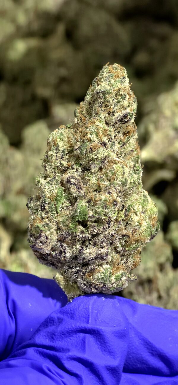 Purple Stardawg THCa Flower Sativa
