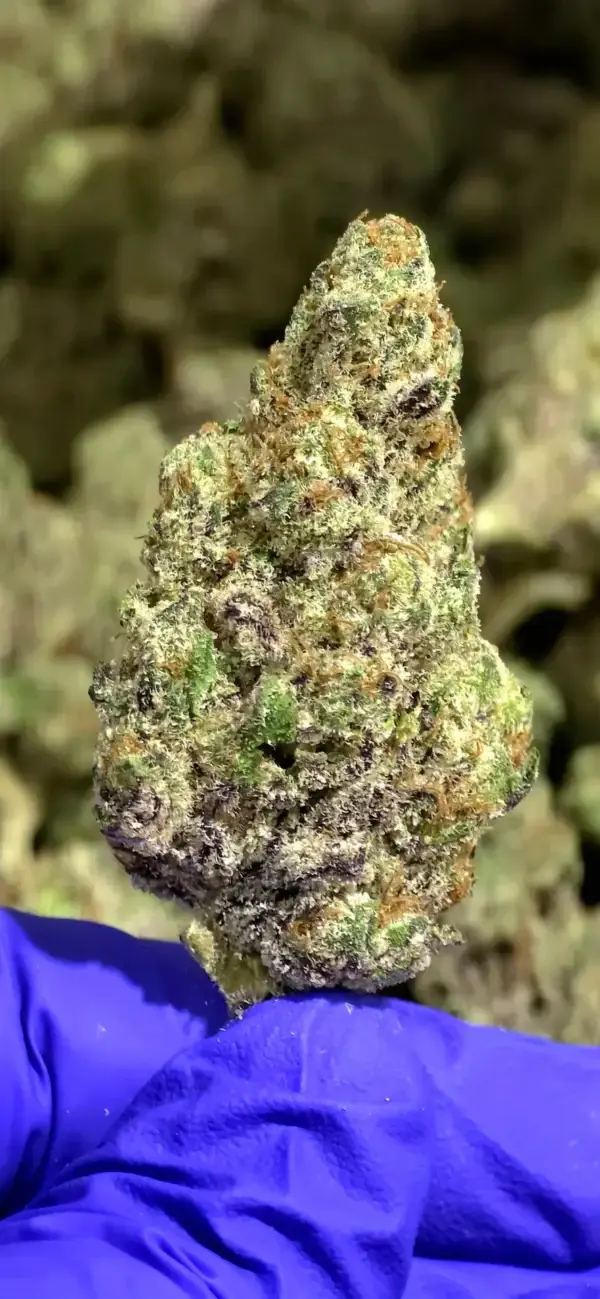 Purple Stardawg THCa Flower Sativa Purple Stardawg THCa Flower Sativa