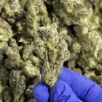 Log Cabin THCa Flower Sativa