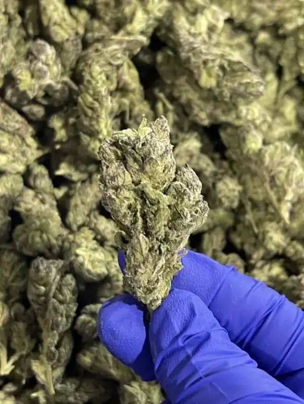 Log Cabin THCa Flower Sativa Log Cabin THCa Flower Sativa