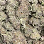 Lucid Punch THCa Flower Sativa