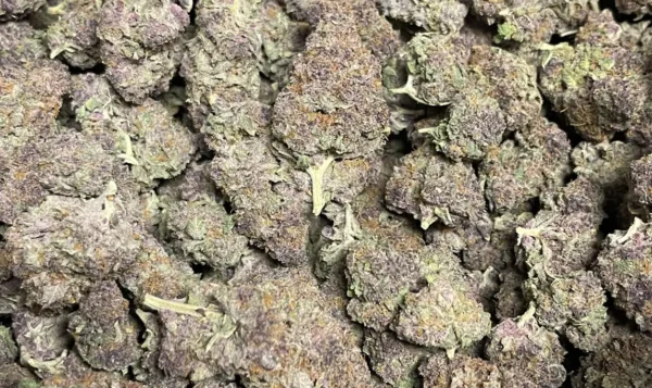 Lucid Punch THCa Flower Sativa Lucid Punch THCa Flower Sativa