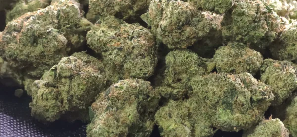 Sour Joker THCa Flower Sativa Sour Joker THCa Flower Sativa
