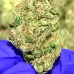 Strawberry Slushee THCa Flower Indica