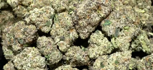 Wet Dream THCa Flower Sativa