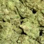 White Durban THCa Flower Sativa