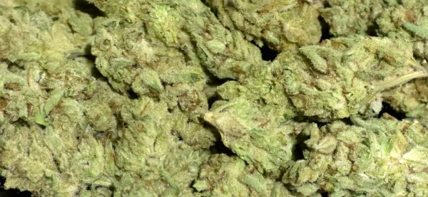 White Durban THCa Flower Sativa White Durban THCa Flower Sativa