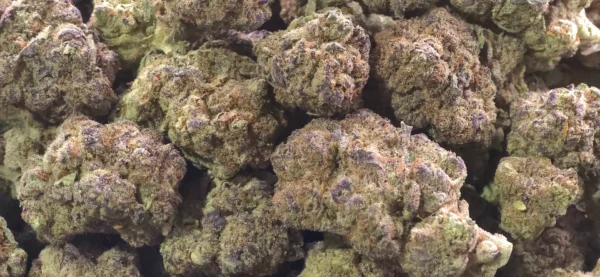 Berry Gelato