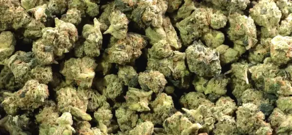 Blue Cookies Smalls
