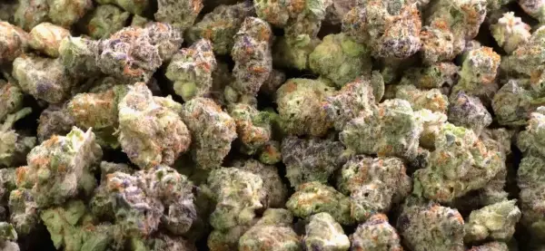Grape Stomper Smalls