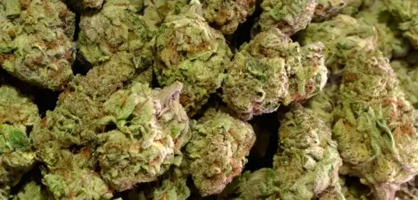 Purple Gushers THCa Flower Hybrid