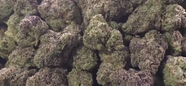 Sour Gumbo
