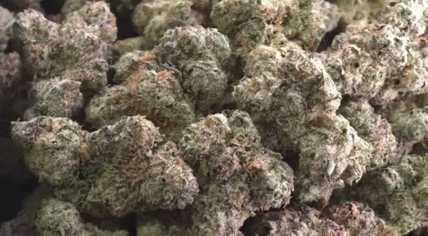 Tangie Cream