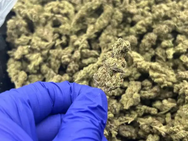 Cherry Pop Tart THCa Flower Indica