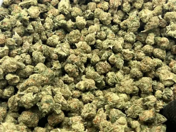 Florida Sunset_Bulk Photo Florida Sunset - Sativa Strain - THCa Smalls - 30.05% - Exotic Indoor
