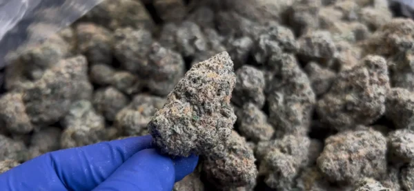 Lift Ticket THCa Flower Hybrid