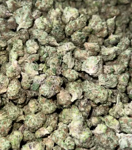 Purple Stardawg (S)