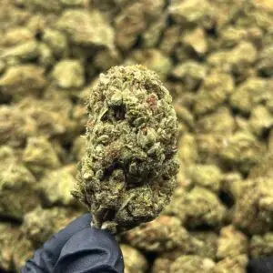 Banana Punch THCa Flower Hybrid