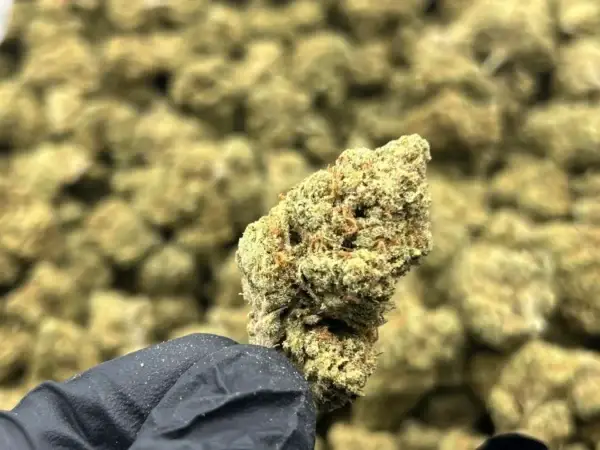 Wholesale Betty White THCa Flower — Indica — 26.64% — Light Dep @ FrostyClub.com