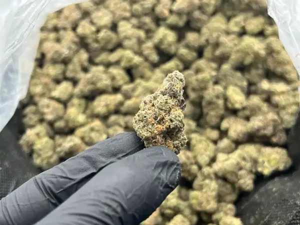 Gorilla Grip – Indica Strain – Wholesale THCa Flower - 34.35% – Private Reserve @ FrostyClub.com