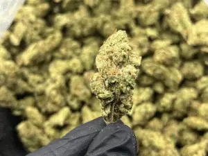 Lemon Vuitton — Sativa Strain — Exotic THCa Flower — 32.61% @ FrostyClub.com - Wholesale Pros w/ Fast Shipping!