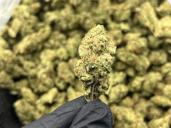 Lemon Vuitton — Sativa Strain — Exotic THCa Flower — 32.61% @ FrostyClub.com - Wholesale Pros w/ Fast Shipping!