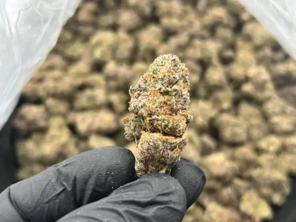 OMG THCa Flower Indica