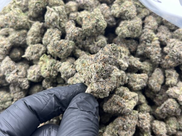 Only Fans THCa Flower Indica