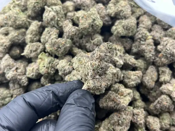 Only Fans THCa Flower Indica