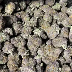 Trop Cherry – Sativa Strain – Exotic THCa Flower – 28.74%
