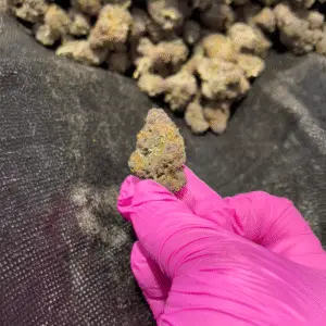 Trop Cherry – Sativa Strain – Exotic THCa Flower – 28.74%