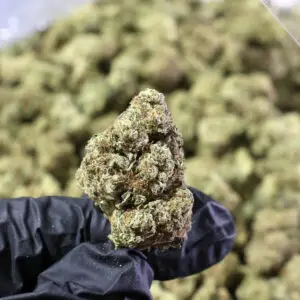 Blue Cheese THCa Flower — Indica — 29.37% — Light Dep - Image 2