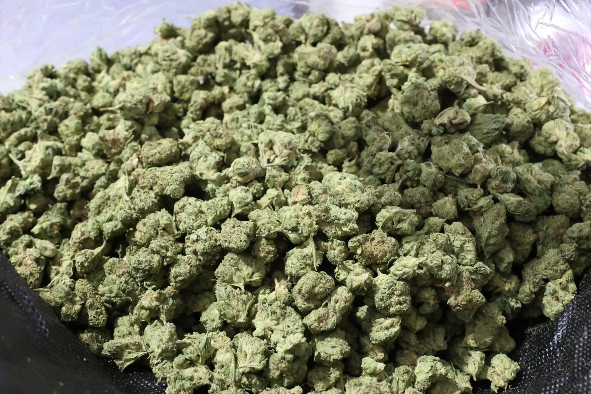 Blue Gummy Smalls THCa Flower Indica