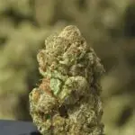 Crooked Cookies THCa Flower