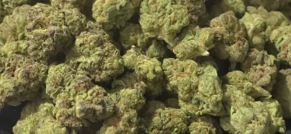 Crooked Cookies THCa Flower