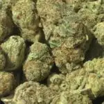 F1 THCa Flower Sativa