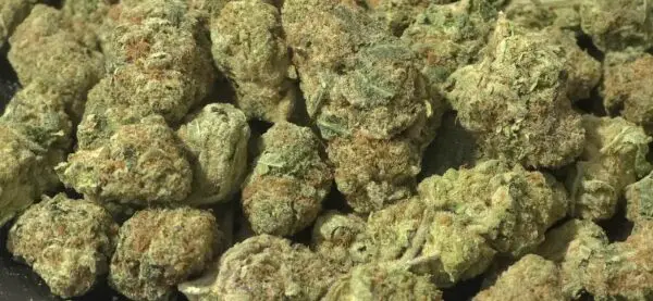 F1 THCa Flower Sativa