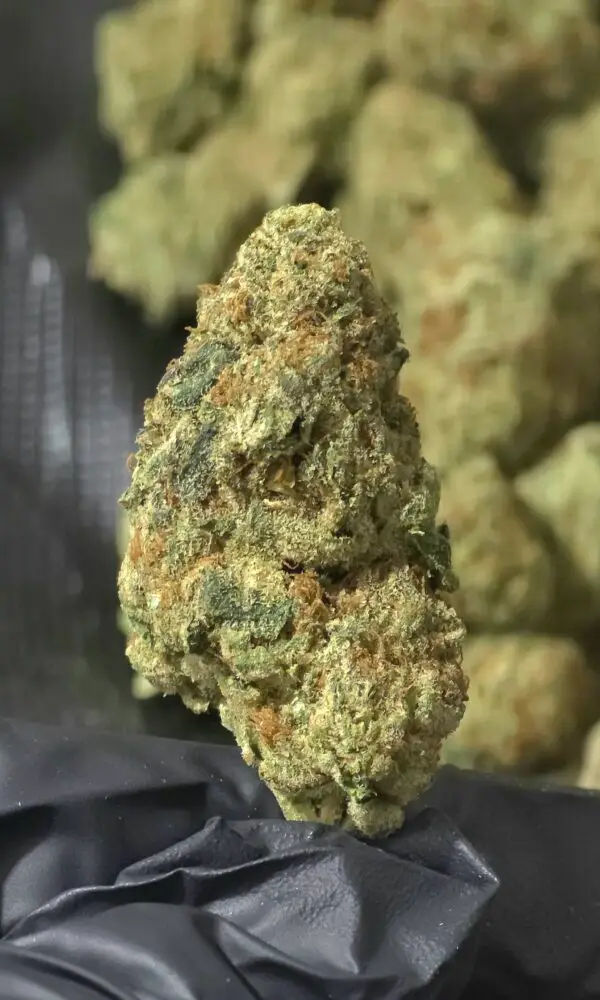 F1 THCa Flower Sativa