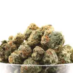 Florida Sunset THCa Flower Hybrid