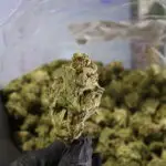 grape-octane-thca-flower-indica-26-68-light-dep