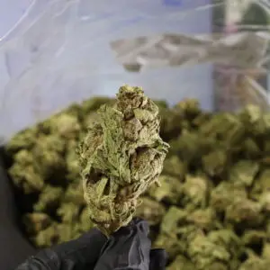 grape-octane-thca-flower-indica-26-68-light-dep