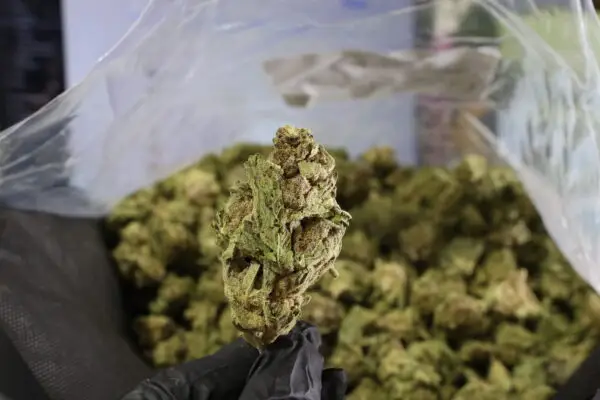 grape-octane-thca-flower-indica-26-68-light-dep grape-octane-thca-flower-indica-26-68-light-dep