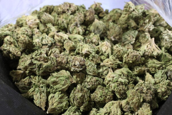 Grape Octane THCa Flower Indica