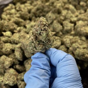 Slush Mintz THCa Flower Hybrid