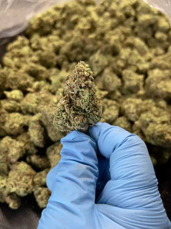 Slush Mintz THCa Flower Hybrid Slush Mintz THCa Flower Hybrid